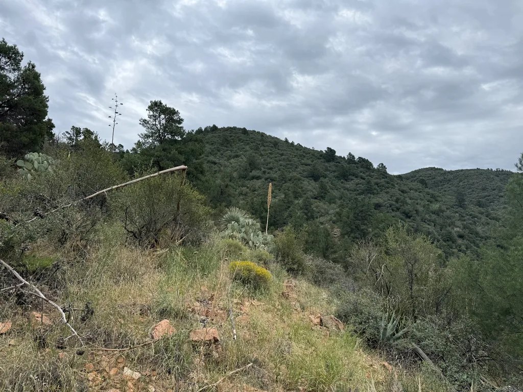 Tall bare agave flower stalks rising from a grassy slope of red rocks, with a green brushy hill under flat grey cloud