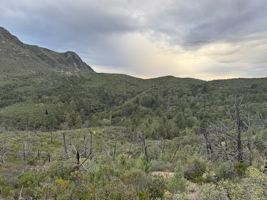 Bare grey snags standing among low green regrowth, with conifer-covered hills and a rocky peak beyond under heavy cloud