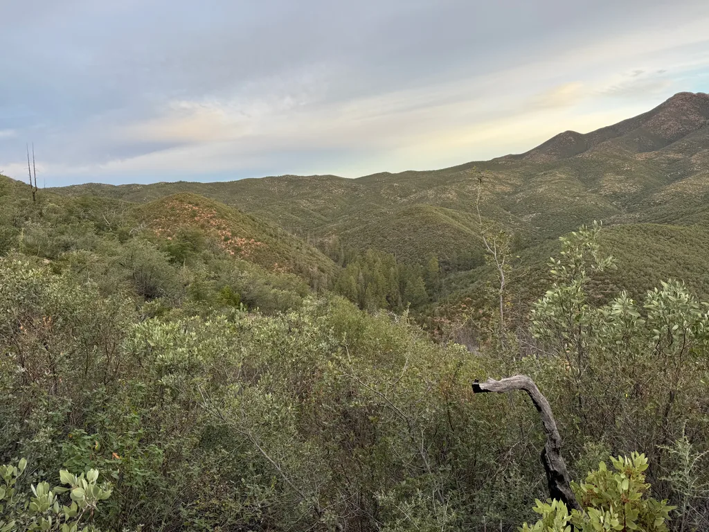 Bare grey branch curving up from dense chaparral in the foreground, with folded green ridges and pale pink dawn clouds behind