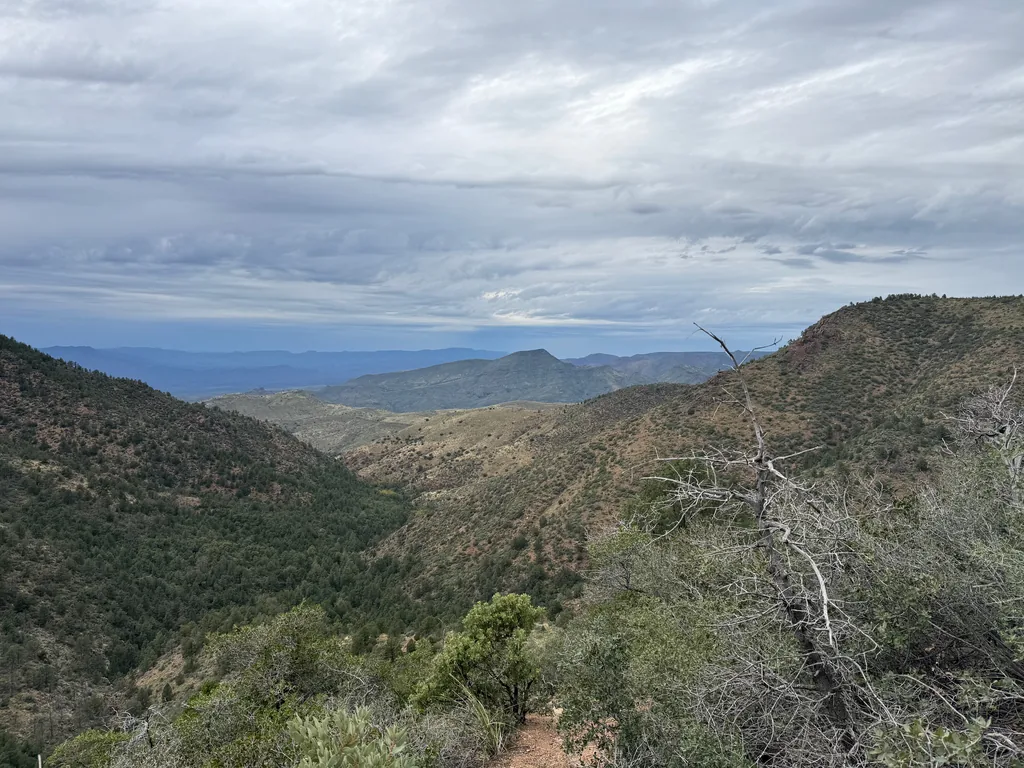 Bare grey dead branches in the right foreground over a green canyon draining toward hazy ridges under flat overcast