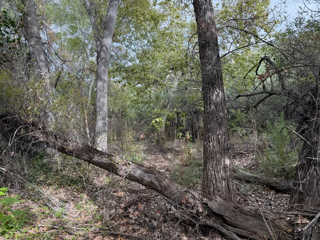 A long fallen trunk lies diagonally across the ground among standing trees, with dry leaves and branches below