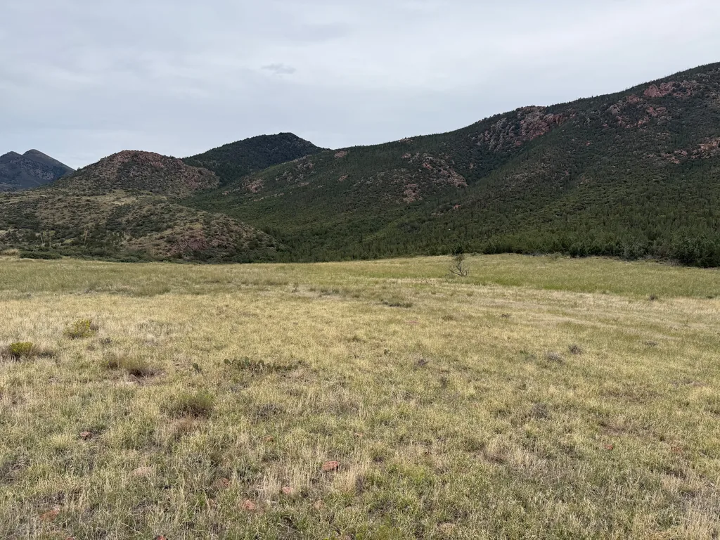 Pale yellow-green grassland with low prickly pear clumps, running to a dark wooded ridge with red rock outcrops under a flat grey sky