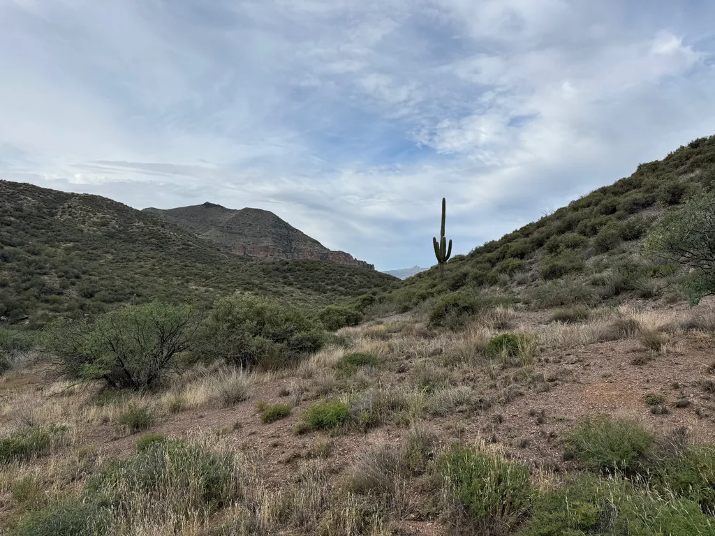 A single tall saguaro on a brushy slope, with layered green hills and a cliff band behind under thin cloud
