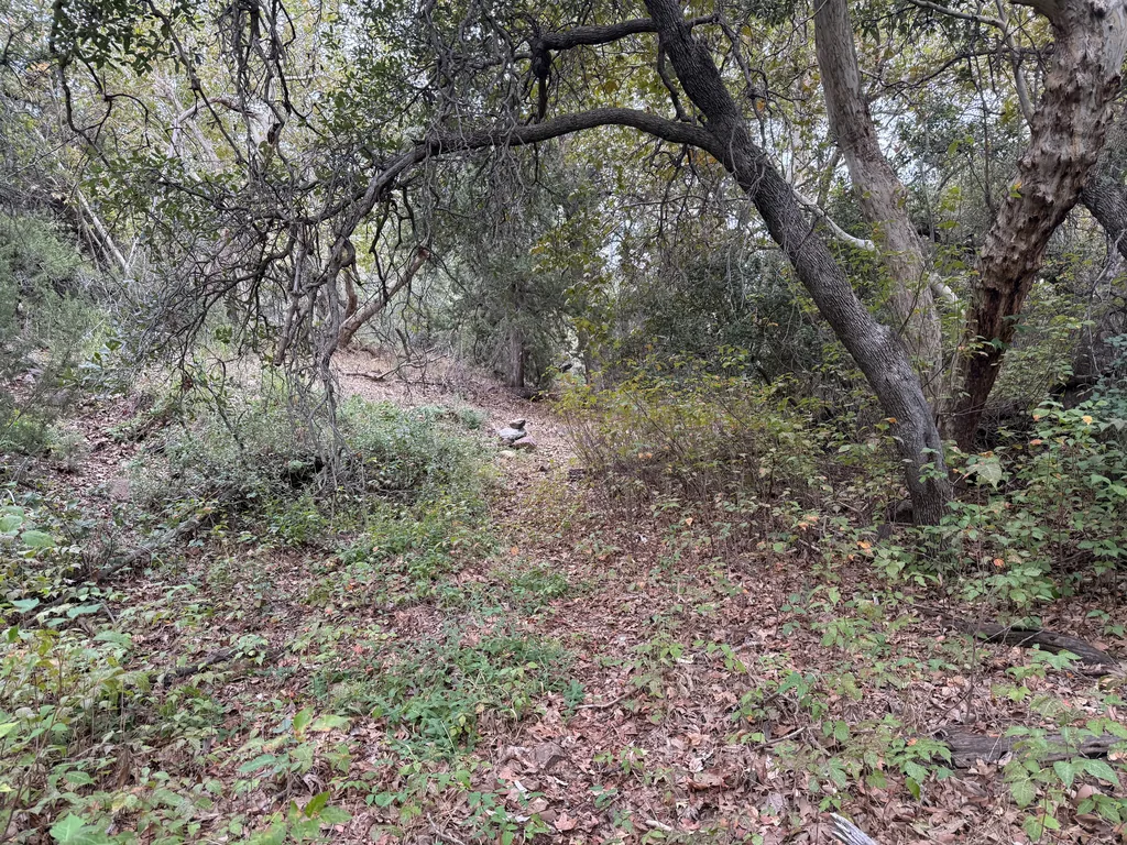 A low oak limb arches across a narrow dirt path that disappears into brush and leaf litter