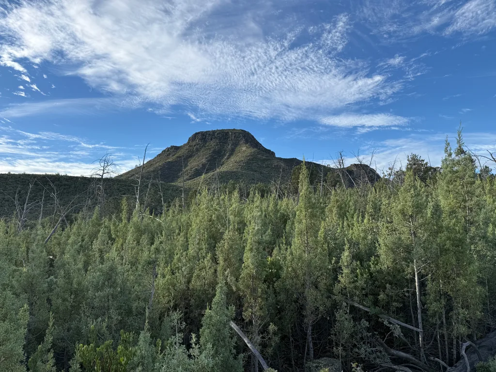 Dense stand of young blue-green Arizona cypress below a flat-topped peak, with bare fire-killed trunks standing among them under blue sky