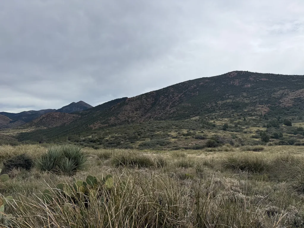 Yucca and prickly pear among tall bunchgrass, with a dark brushy ridge and overcast sky behind