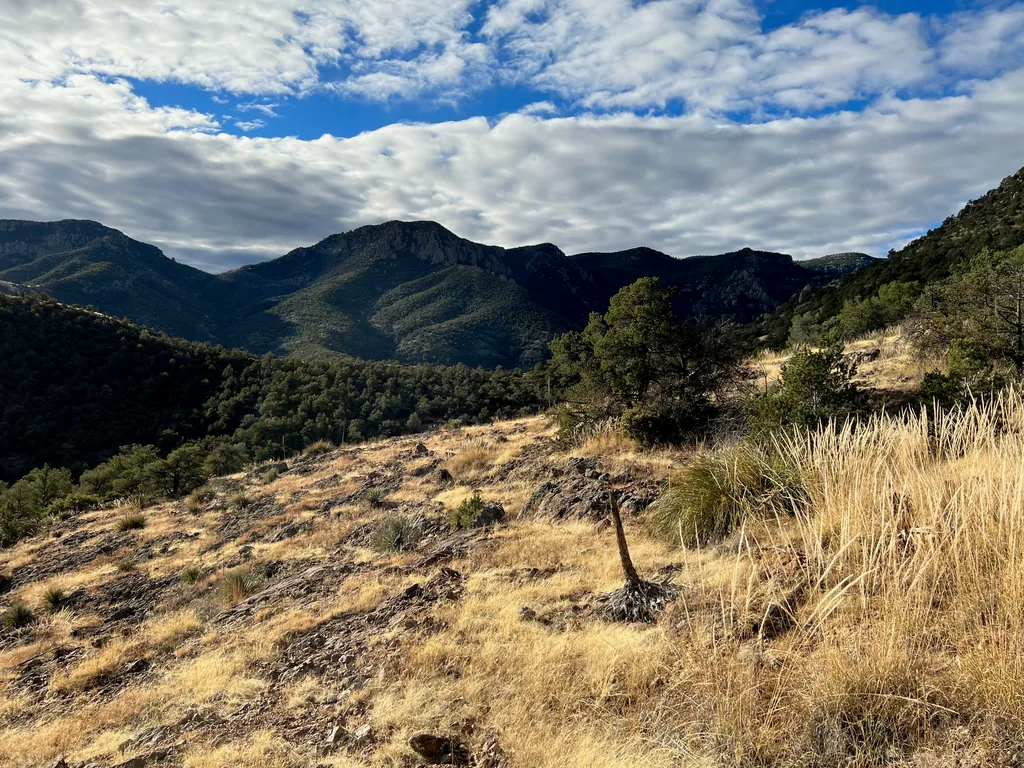 Small juniper with a bare curving trunk on a dry grass slope, forested ridges and rippled clouds behind