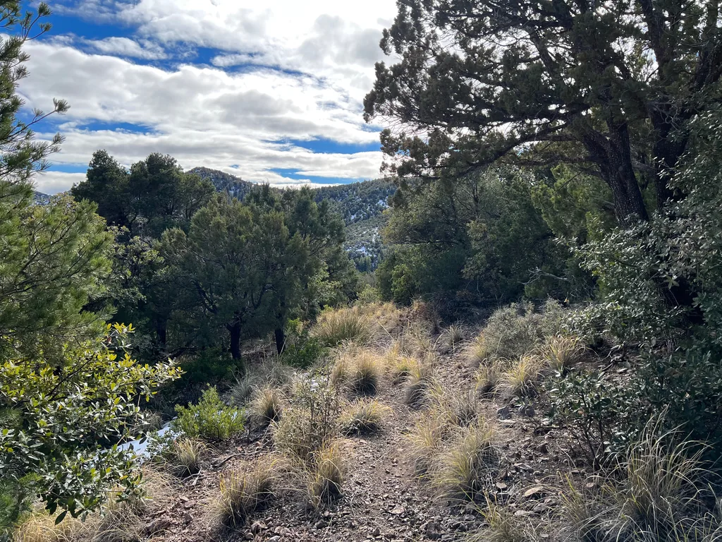 Rocky path nearly closed over by pale clumps of bunchgrass, junipers and oaks either side, ridge beyond
