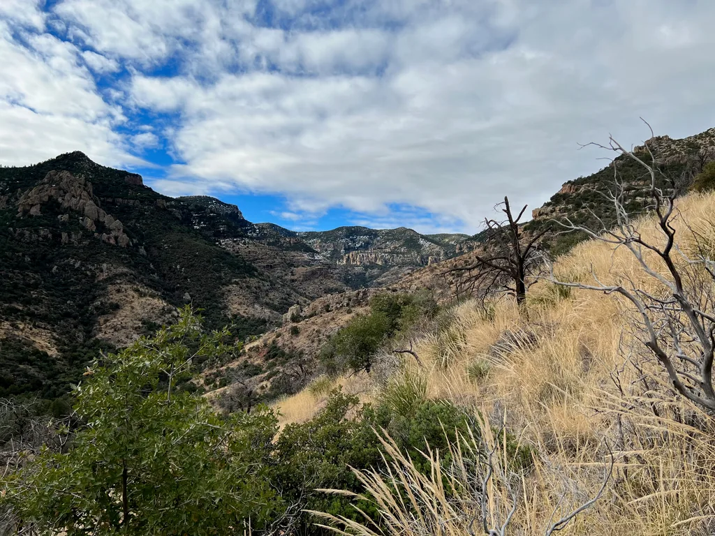 Bare grey snag with twisted branches standing in golden grass on a steep slope, rocky canyon walls beyond