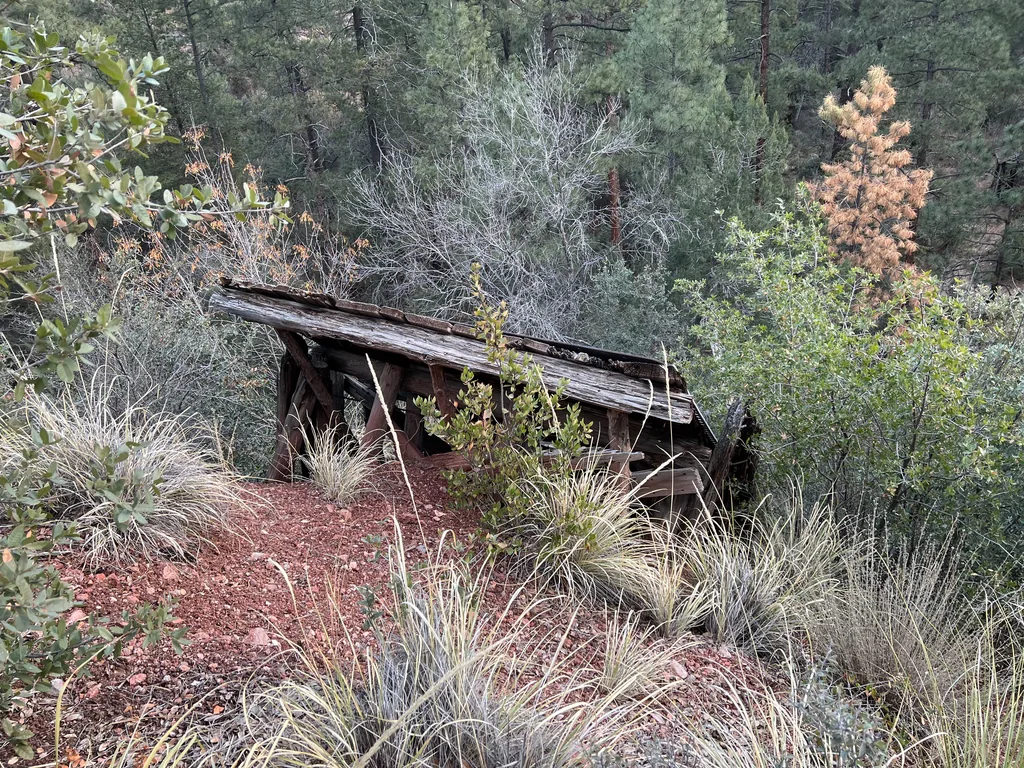 Collapsed log structure on a slope, its plank roof sagging to the ground among bunchgrass and pines
