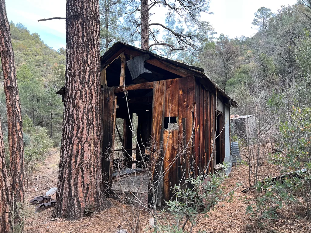 Weathered plank cabin with one open end, torn metal roof and holes in the boards, among pine trunks