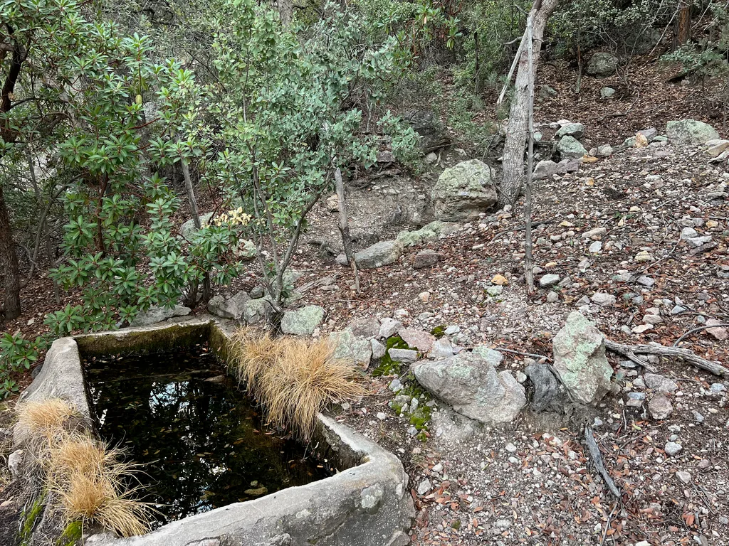 Rectangular concrete trough holding dark still water, tufts of dry orange grass at its rim, on a gravel slope under oaks