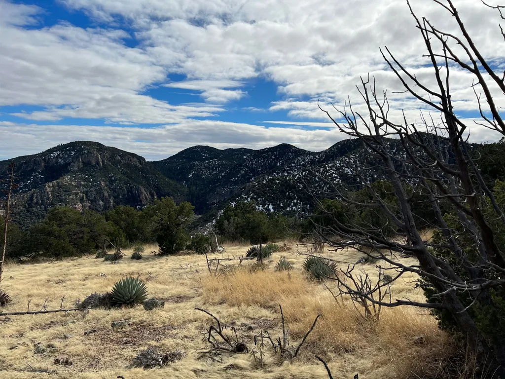 Bare dead tree at right over pale dry grass with a green agave; snow-flecked ridges beyond