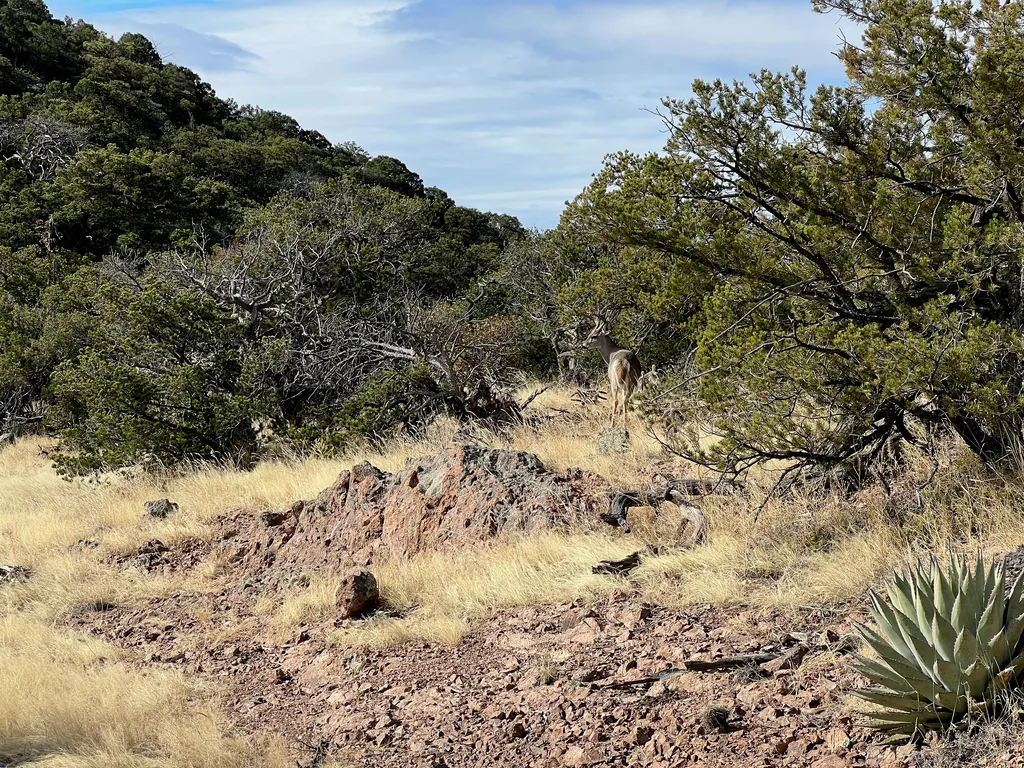A deer standing in dry grass between junipers, head turned toward the camera, above a pink rock outcrop and an agave