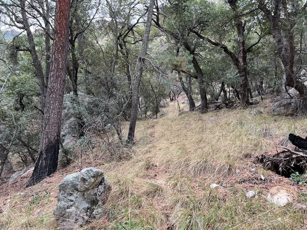 Pale limestone boulder in dry bunchgrass on a slope under leaning oaks and a pine trunk