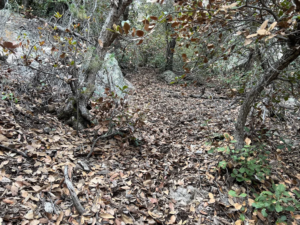 Thick layer of curled brown leaves covering the ground between leaning oak trunks and low branches