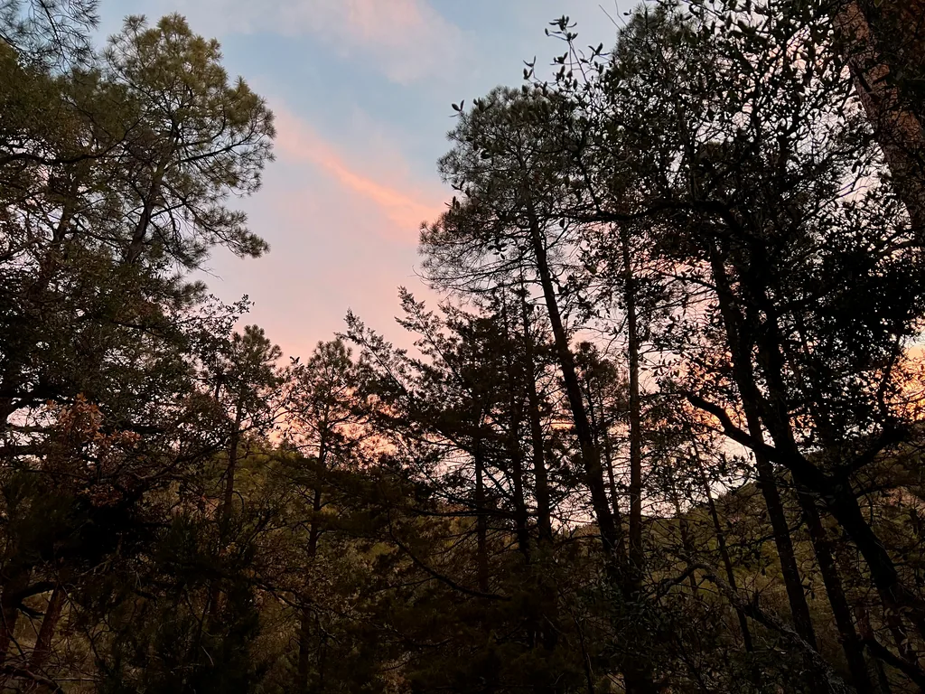 Pink and blue dusk sky seen through silhouetted pines, a dark ridge low on the right