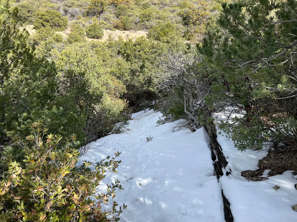 Packed snow filling a narrow trail between dense green scrub, with a bare leaning trunk lying along its right edge