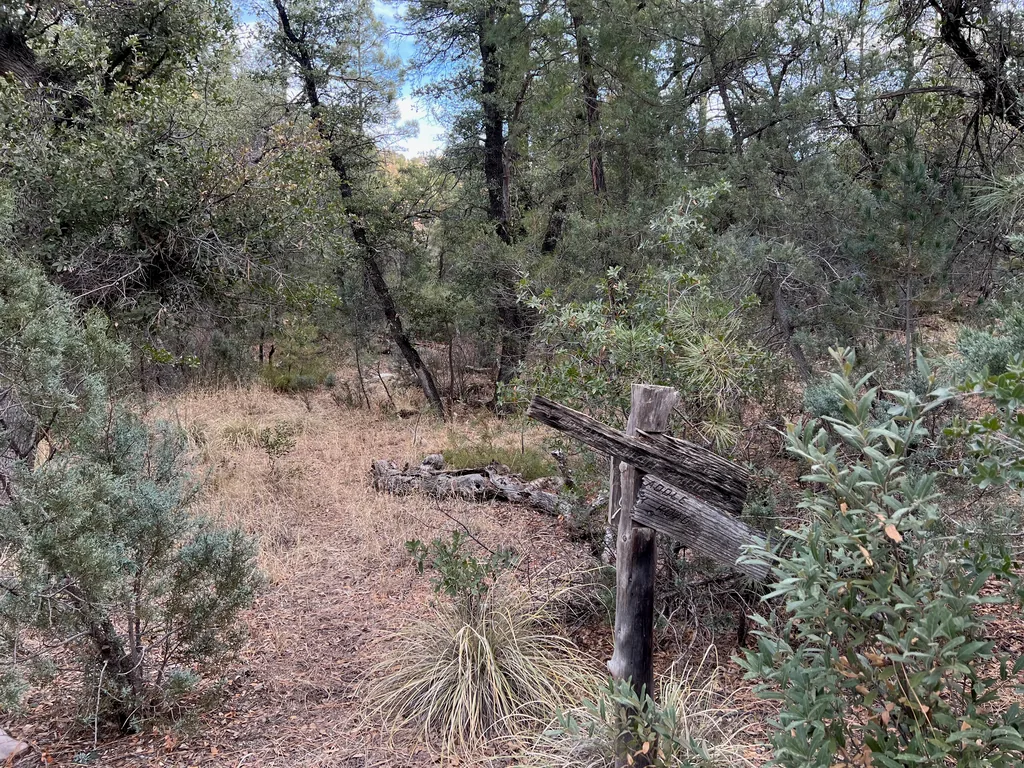 Split gray board nailed crooked to a post, faint carved letters, in dry grass under oaks and pines