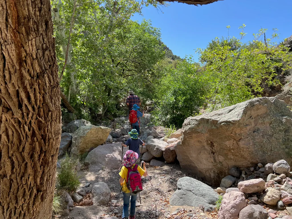 Three children in sun hats and an adult walk single file up a rocky wash between large tan boulders, framed by a shaggy tree trunk