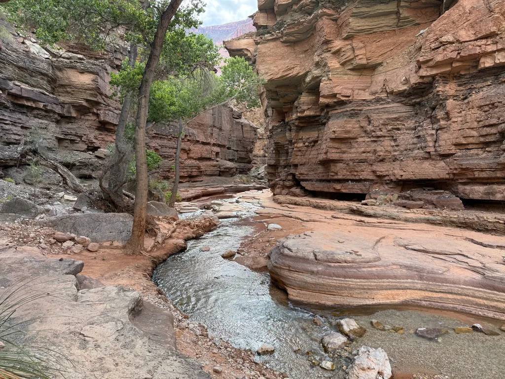 Shallow creek winding between banded red sandstone ledges worn into smooth curves, with a leaning tree on the left bank