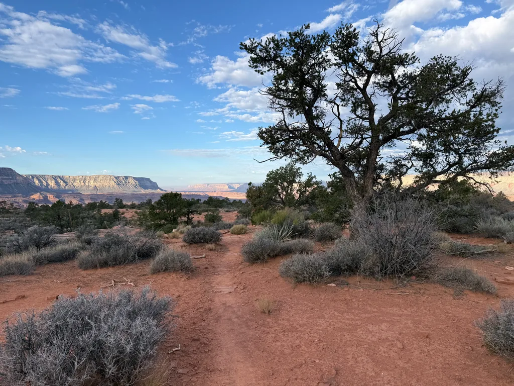 Lone juniper leaning over a red sand trail through grey sagebrush, pale cliffs on the horizon