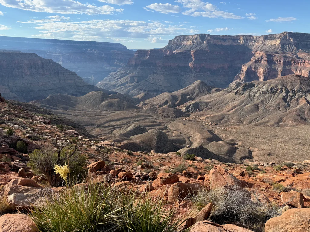 A yellow flower spike above grass clumps and red boulders, with a broad canyon of banded cliffs and a gravel drainage below
