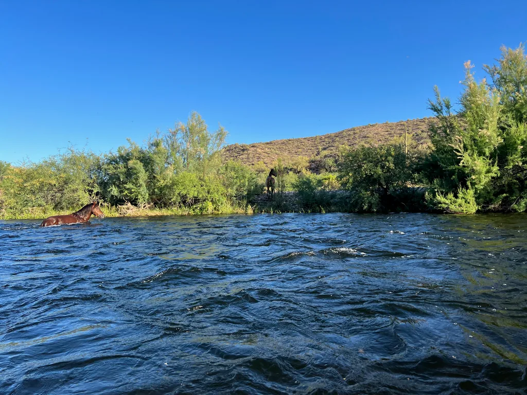 Brown horse standing chest-deep in a wide river near the brushy far bank, a second horse behind it on shore, desert hill beyond