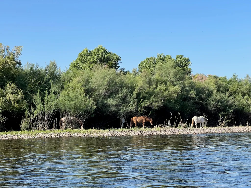 Four horses, a paint, a chestnut and two whites, grazing on a gravel bank below tamarisk, seen across calm water